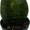 Shark Fin Snake Plant (Sansevieria masoniana) Live Plant - 5" Pot - Indoor Houseplant - Image 1