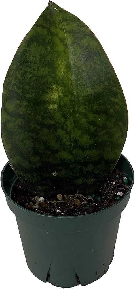 Shark Fin Snake Plant (Sansevieria masoniana) Live Plant - 5" Pot - Indoor Houseplant - Image 1