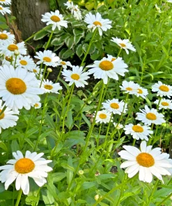 Shasta Daisy Leucanthemum Bare Root Live Plant - 6 Pack Perennial Outdoor - Image 2