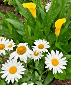 Shasta Daisy Leucanthemum Bare Root Live Plant - 6 Pack Perennial Outdoor - Image 3