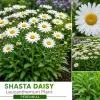 Shasta Daisy Leucanthemum Bare Root Live Plant - 6 Pack Perennial Outdoor - Image 1