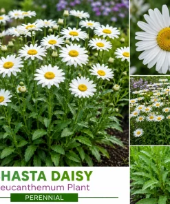 Shasta Daisy Leucanthemum Bare Root Live Plant - 6 Pack Perennial Outdoor - Image 1
