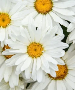 Shasta Daisy Live Plant – 3 inch Pot – Perennial White Flowers – Outdoor Garden - Image 2
