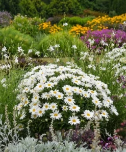 Shasta Daisy Live Plant – 3 inch Pot – Perennial White Flowers – Outdoor Garden - Image 3