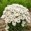 Shasta Daisy Live Plant – 3 inch Pot – Perennial White Flowers – Outdoor Garden - Image 1