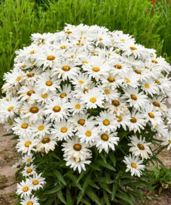 Shasta Daisy Live Plant – 3 inch Pot – Perennial White Flowers – Outdoor Garden - Image 1