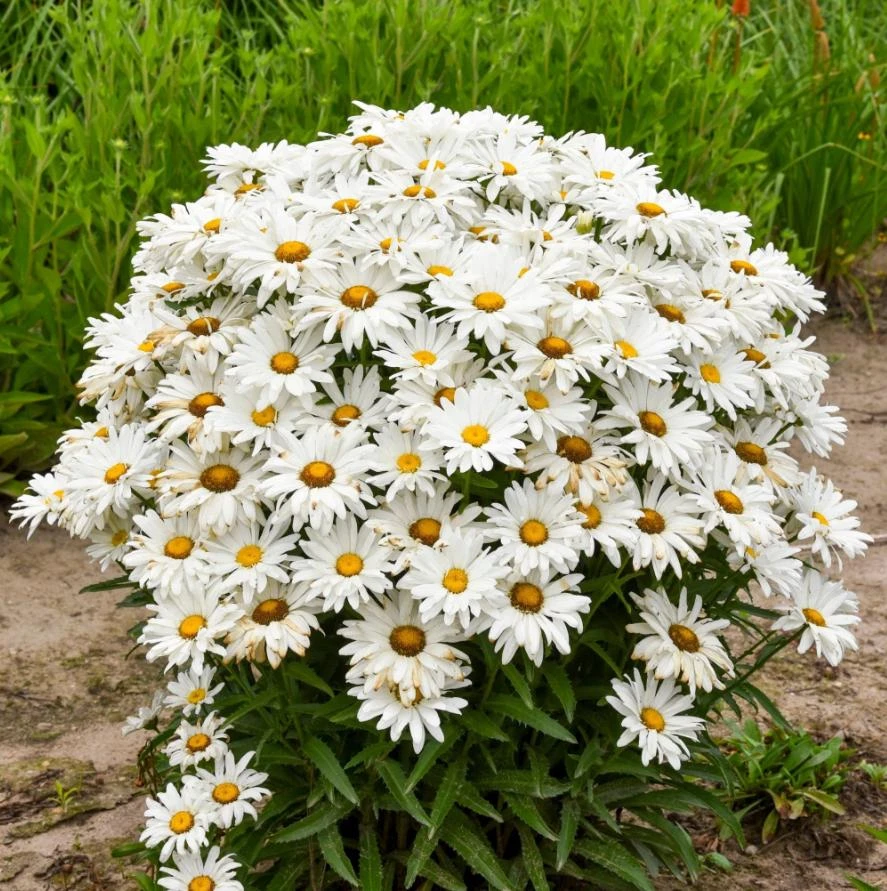 Shasta Daisy Live Plant – 3 inch Pot – Perennial White Flowers – Outdoor Garden - Image 1