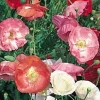 Shirley Single Mix Poppy Seeds - Heirloom Flower Seeds - 50 Seeds - Easy Grow - Image 1