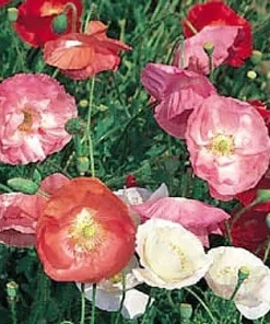 Shirley Single Mix Poppy Seeds - Heirloom Flower Seeds - 50 Seeds - Easy Grow - Image 1