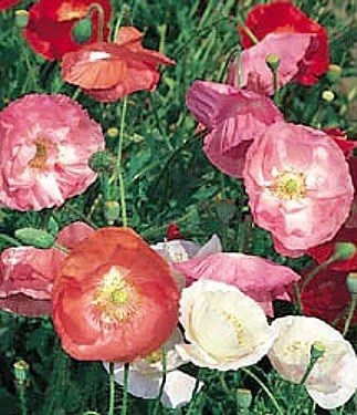 Shirley Single Mix Poppy Seeds - Heirloom Flower Seeds - 50 Seeds - Easy Grow - Image 1
