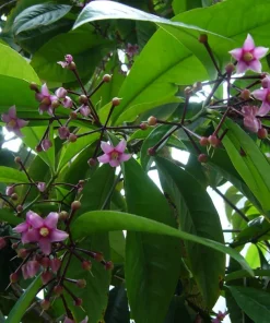Shoebutton Plant Ardisia humilis – Tropical House Plant – 3 inch Pot - Image 2