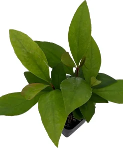 Shoebutton Plant Ardisia humilis – Tropical House Plant – 3 inch Pot - Image 3