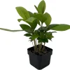 Shoebutton Plant Ardisia humilis – Tropical House Plant – 3 inch Pot - Image 1
