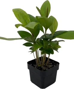Shoebutton Plant Ardisia humilis – Tropical House Plant – 3 inch Pot - Image 1