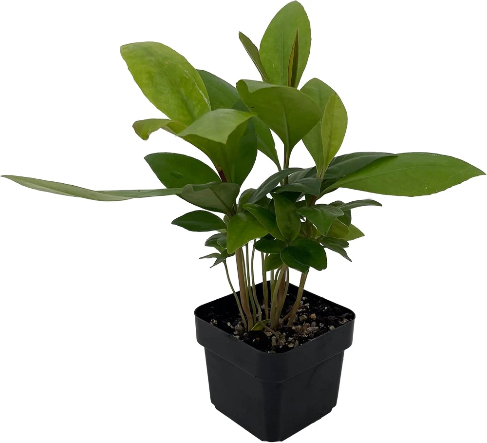 Shoebutton Plant Ardisia humilis – Tropical House Plant – 3 inch Pot - Image 1