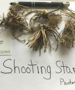 Shooting Star Bulbs – 5 Perennial Roots – White Flowers – Outdoor Plant - Image 2