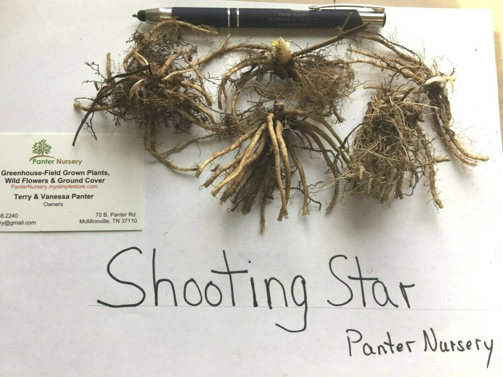 Shooting Star Bulbs – 5 Perennial Roots – White Flowers – Outdoor Plant - Image 2