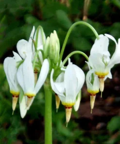 Shooting Star Bulbs – 5 Perennial Roots – White Flowers – Outdoor Plant - Image 3