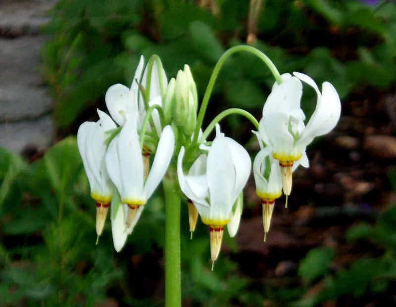 Shooting Star Bulbs – 5 Perennial Roots – White Flowers – Outdoor Plant - Image 3