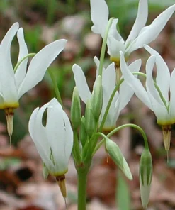 Shooting Star Bulbs – 5 Perennial Roots – White Flowers – Outdoor Plant - Image 1