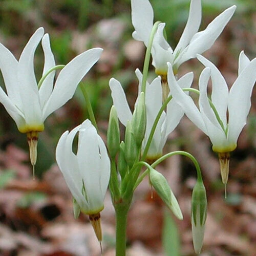 Shooting Star Bulbs – 5 Perennial Roots – White Flowers – Outdoor Plant - Image 1