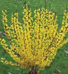 Show Off Forsythia Live Plant - Compact Yellow Blooms, 4 Inch Pot - Image 2