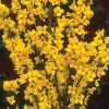 Show Off Forsythia Live Plant - Compact Yellow Blooms, 4 Inch Pot - Image 1