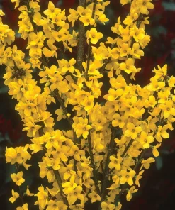 Show Off Forsythia Live Plant - Compact Yellow Blooms, 4 Inch Pot - Image 1