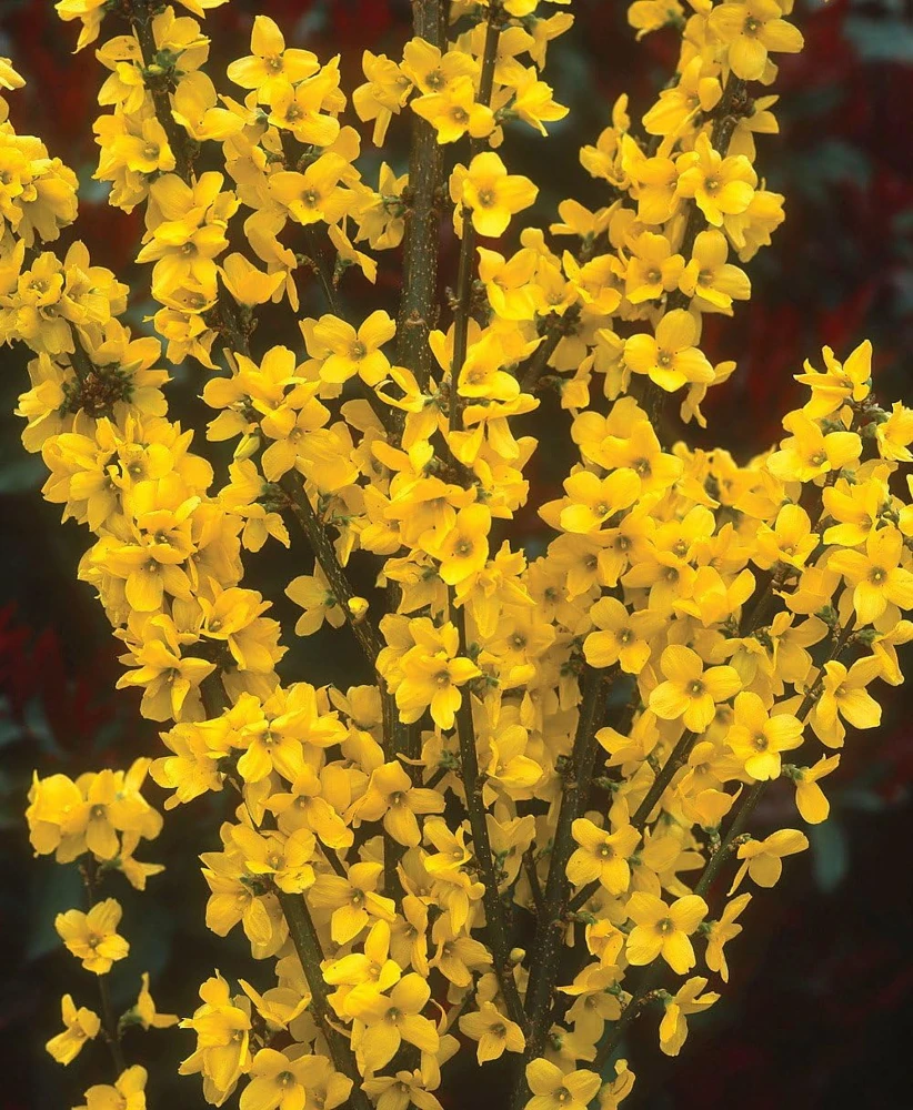 Show Off Forsythia Live Plant - Compact Yellow Blooms, 4 Inch Pot - Image 1