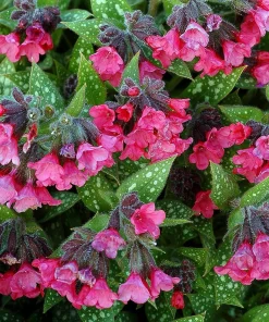 Shrimps on the Barbie Lungwort Perennial Live Plant - Pulmonaria - Gallon Pot - Image 2