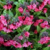 Shrimps on the Barbie Lungwort Perennial Live Plant - Pulmonaria - Gallon Pot - Image 1