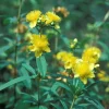 Shrubby St. Johnswort Live Plant - Native Shrubs (4-Pack) Plug-Grown Seedlings - Image 1