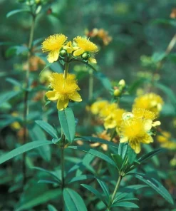 Shrubby St. Johnswort Live Plant - Native Shrubs (4-Pack) Plug-Grown Seedlings - Image 1