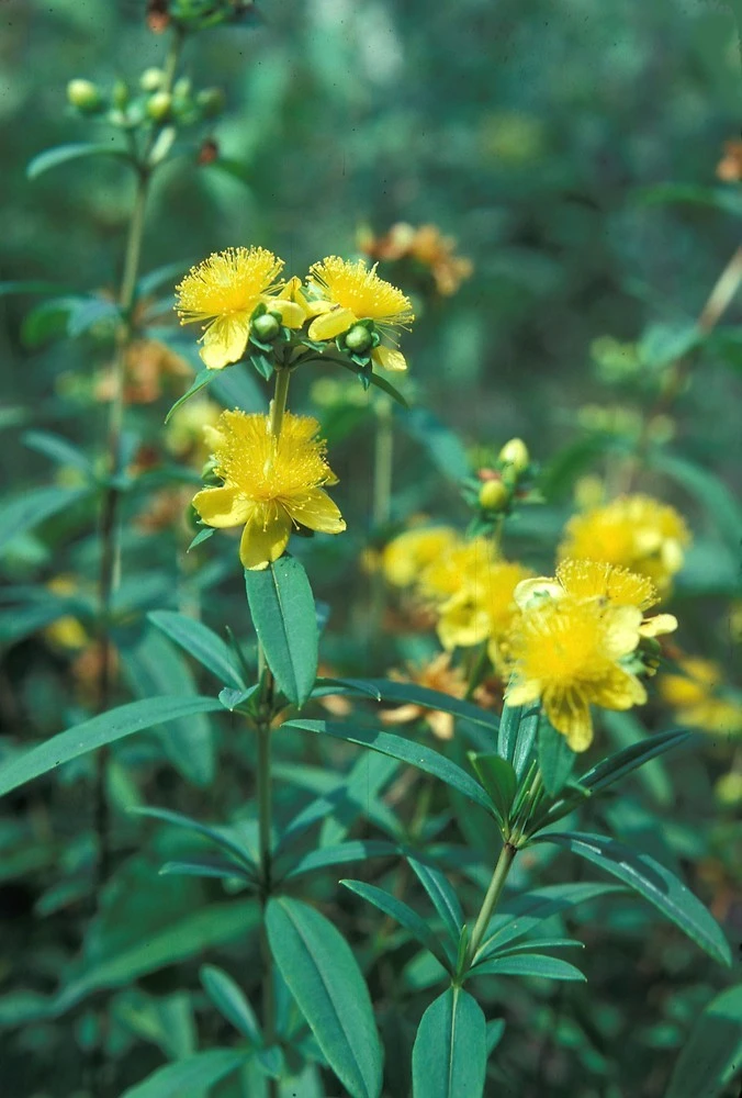 Shrubby St. Johnswort Live Plant - Native Shrubs (4-Pack) Plug-Grown Seedlings - Image 1