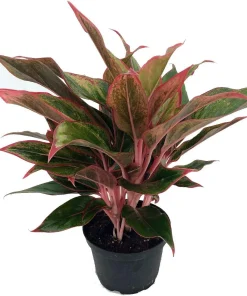 Siam Aurora Chinese Evergreen Live Plant – Aglaonema – 5" Pot – Indoor - Image 2