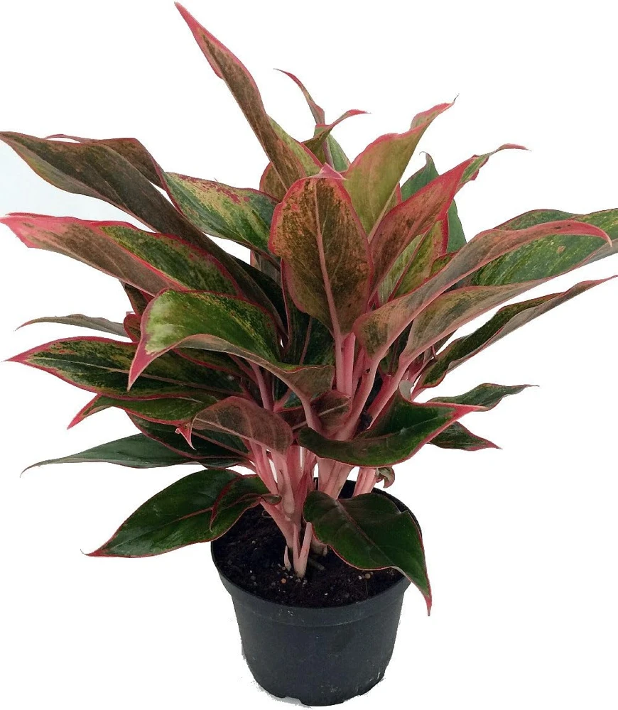 Siam Aurora Chinese Evergreen Live Plant – Aglaonema – 5" Pot – Indoor - Image 2