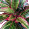 Siam Aurora Chinese Evergreen Live Plant – Aglaonema – 5" Pot – Indoor - Image 1