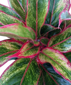 Siam Aurora Chinese Evergreen Live Plant – Aglaonema – 5