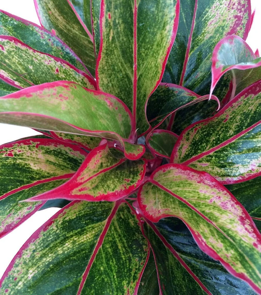 Siam Aurora Chinese Evergreen Live Plant – Aglaonema – 5" Pot – Indoor - Image 1