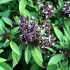 Siam Queen Thai Basil Seeds - 250 Herb Seeds for Flavorful Cooking - Image 1