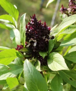 Siam Queen Thai Basil Seeds - 250 Herb Seeds for Flavorful Cooking - Image 3