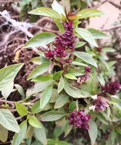 Siam Queen Thai Basil Seeds - 250 Herb Seeds for Flavorful Cooking - Image 4
