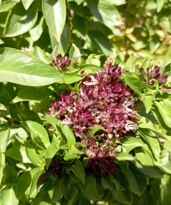 Siam Queen Thai Basil Seeds - 250 Herb Seeds for Flavorful Cooking - Image 5