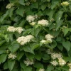 Silky Dogwood Live Plant (Cornus Amomum) - 4 Inch Pot, Outdoor Shrub - Image 1