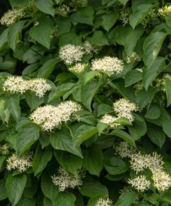 Silky Dogwood Live Plant (Cornus Amomum) - 4 Inch Pot, Outdoor Shrub - Image 1