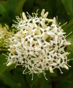 Silky Dogwood Live Plant (Cornus Amomum) - 4 Inch Pot, Outdoor Shrub - Image 2