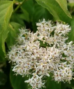 Silky Dogwood Live Plant (Cornus Amomum) - 4 Inch Pot, Outdoor Shrub - Image 4