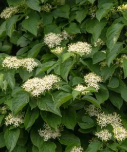 Silky Dogwood Live Plant - Cornus Amomum Tree - 4 Inch Pot - Outdoor Shrub - Image 2