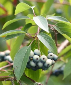 Silky Dogwood Live Plant - Cornus Amomum Tree - 4 Inch Pot - Outdoor Shrub - Image 3