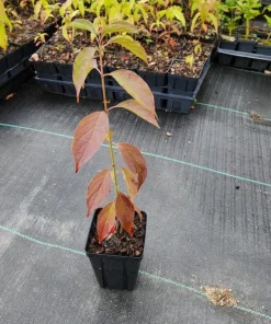 Silky Dogwood Live Plant - Cornus Amomum Tree - 4 Inch Pot - Outdoor Shrub - Image 4